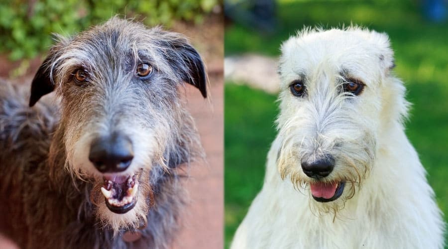 Handsome Dogs Outdoors
