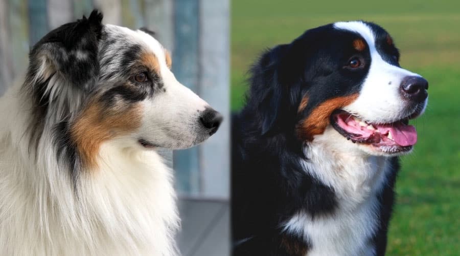 Handsome Dogs Show Off Their Fine Fur