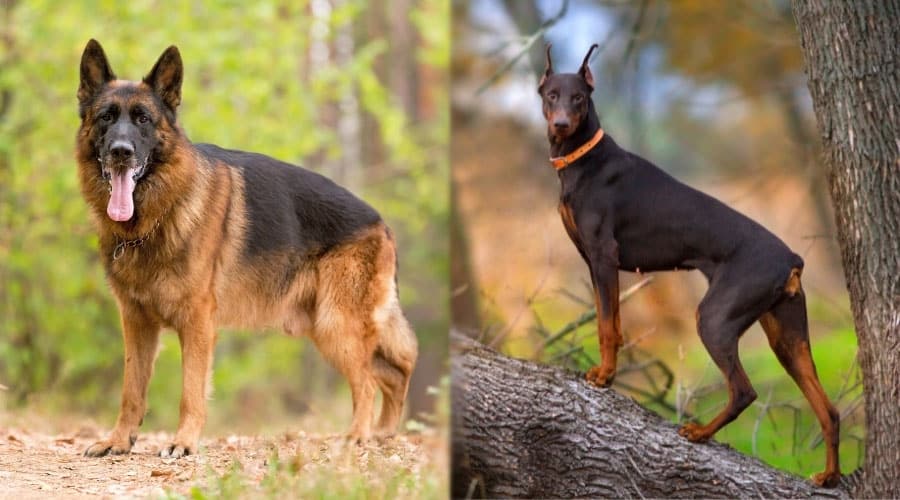 Handsome Dogs Standing Outdoors