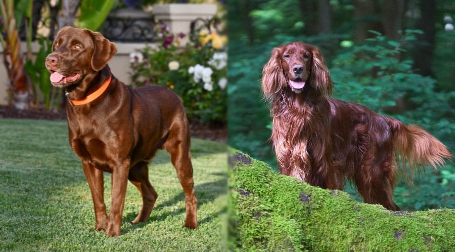 Handsome Dogs Standing in Sunlight