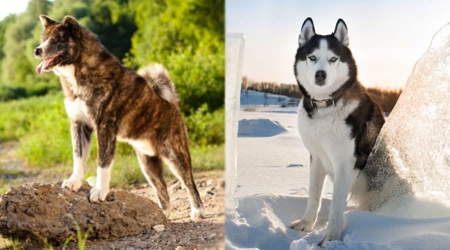 Handsome Dogs Standing