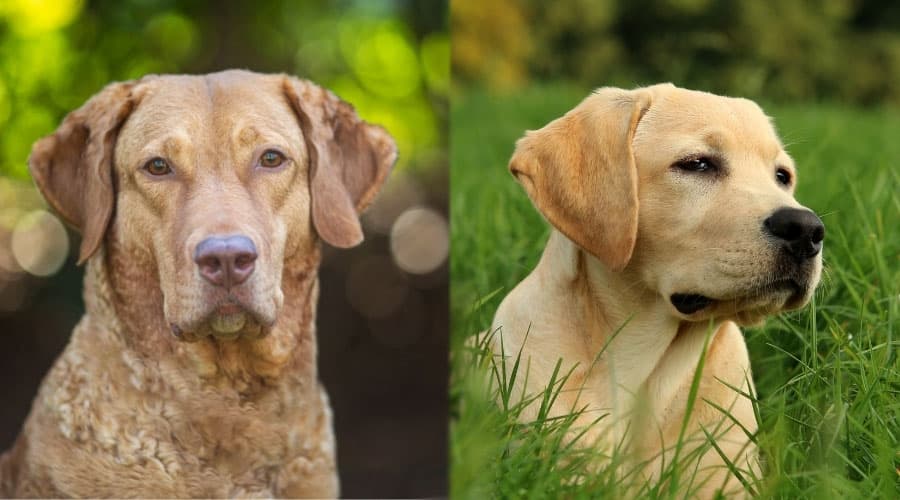 Handsome Dogs Staring Off