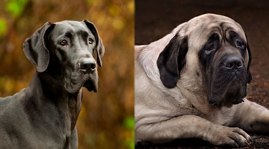 Handsome Dogs With Dark Background