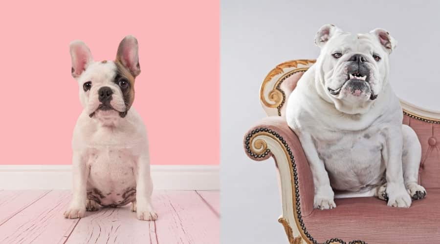 Handsome Dogs With Pink Background