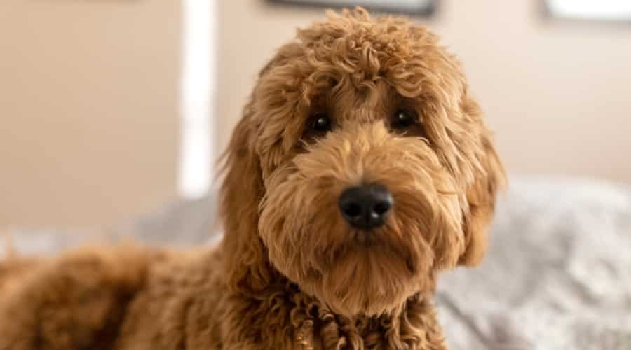 Handsome Fluffy Brown Goldendoodle