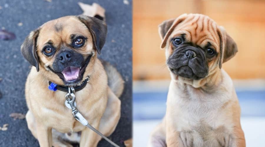 Handsome Pug Mixes Looking at the Camera