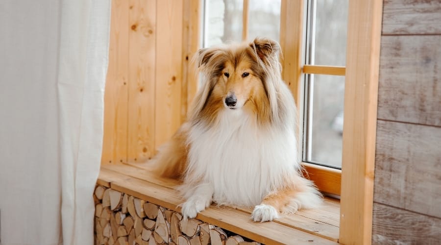 Handsome White and Brown Dog Sits on a Window Sill