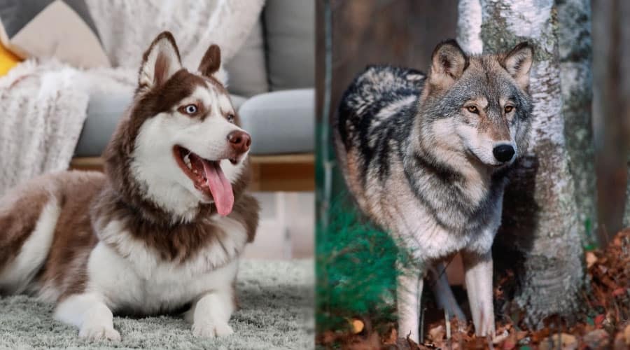 Happy Animals in Their Homes