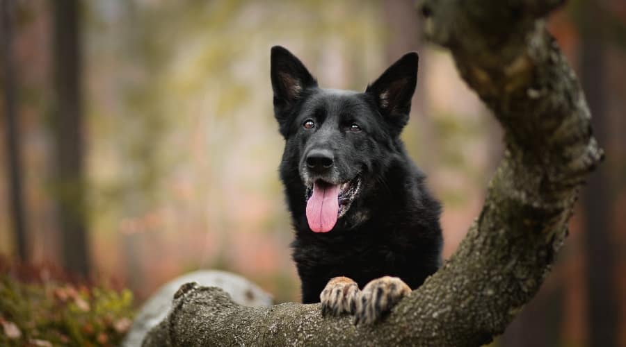 Happy Black Dog in a Forest