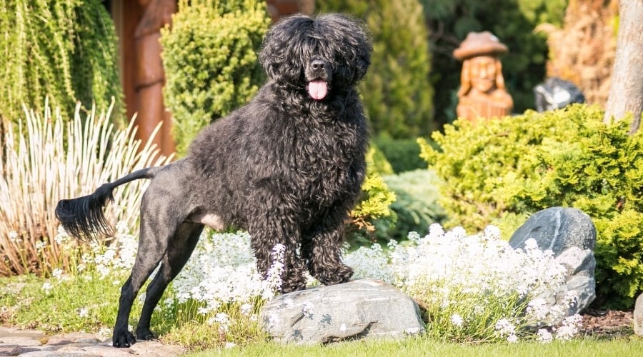 Happy Black Dog in the Sun