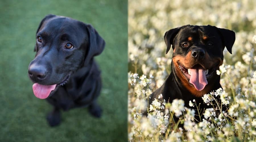 Happy Black Dogs Sitting Outdoors