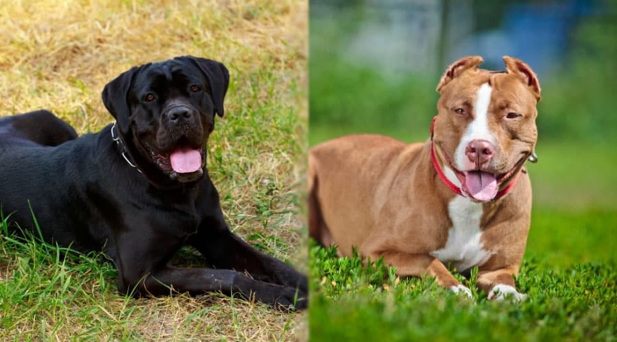 Happy Black and Brown Dogs With Tongues Out