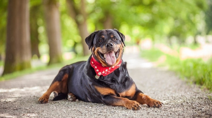 Happy Rottie laying on a gravel path smiling.