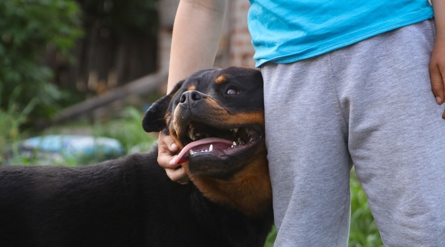 Rottweiler standing next to man's leg smiling being pet.