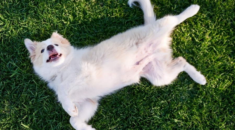 Happy Border Collie on its Back
