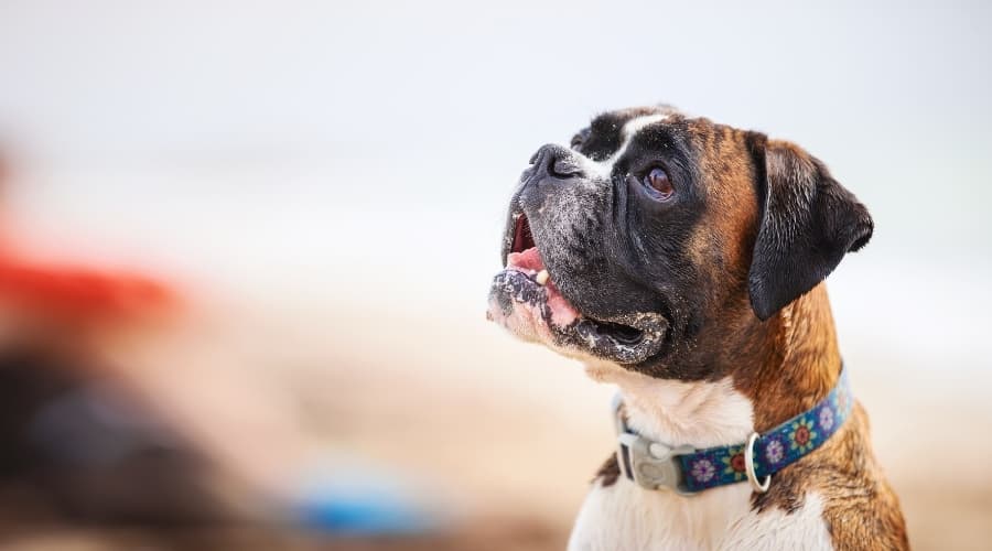 Happy Brown Dog Looking Up