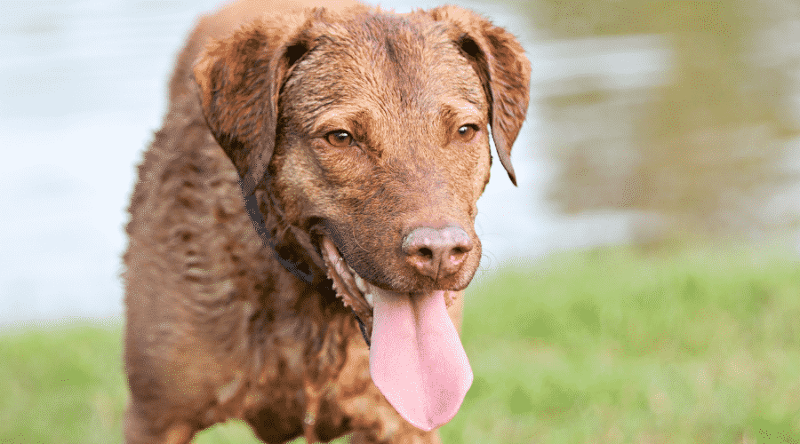 Happy Brown Dog Smiling with Tongue Out