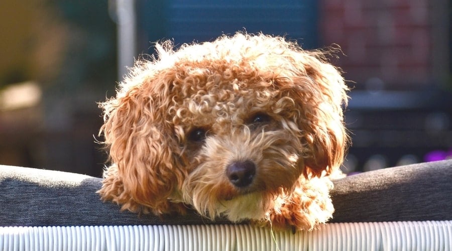 Happy Brown Dog With Curly Fur Looking at Camera