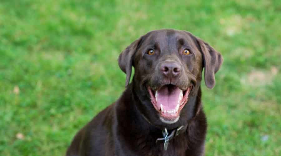 Happy Brown Dog smiling sitting in the grass.