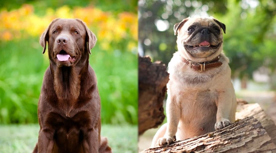 Happy Brown and Fawn Dogs Outside