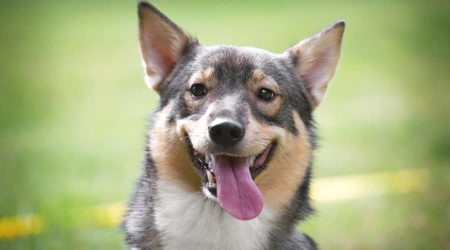 Happy Brown and White Dog with Tongue Out