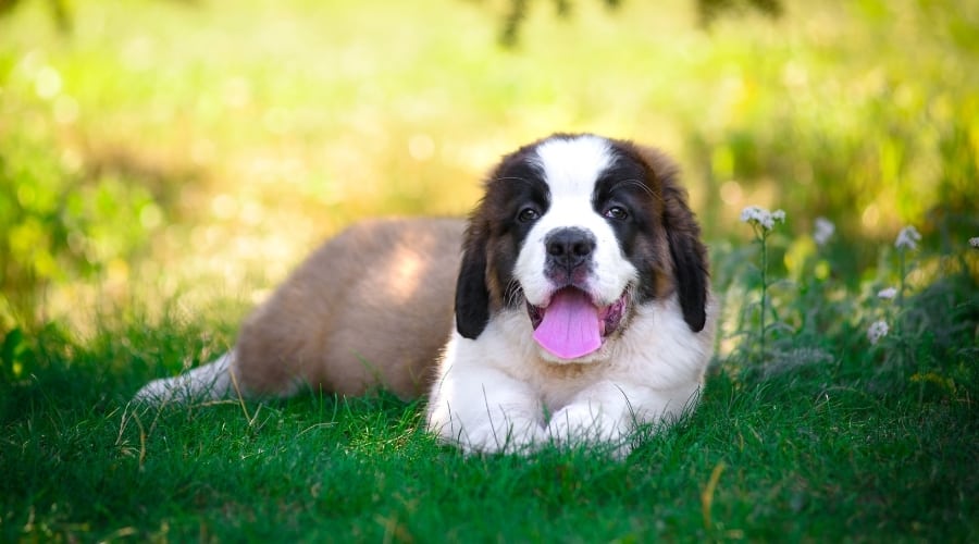 Happy Brown and White Puppy