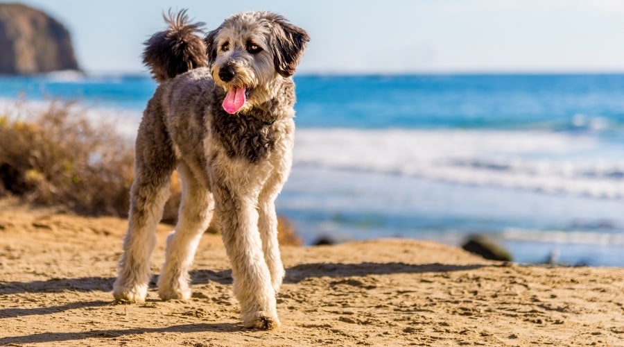 Happy Crossbreed at the Beach