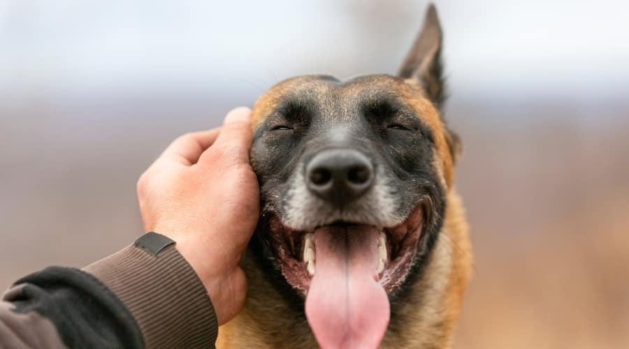 Happy Dog Being Pet by a Human Hand
