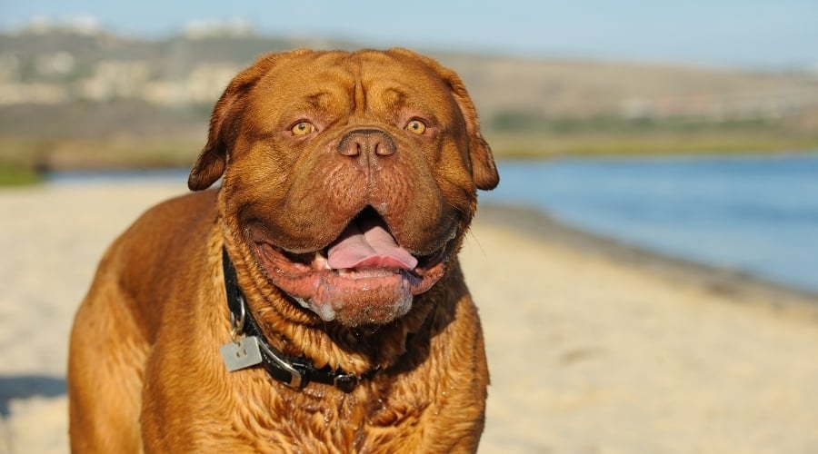Happy Dog Drooling Outdoors