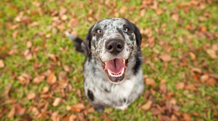 Happy dog looking up.