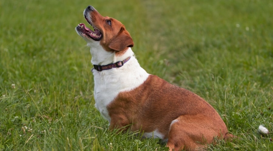 Happy Dog Looking up