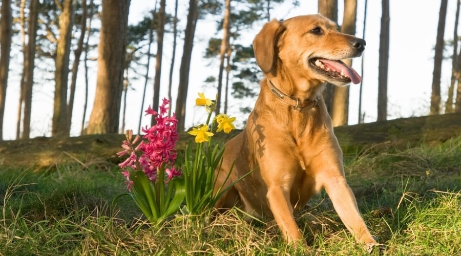 Happy Spaniel sitting next to flowers.