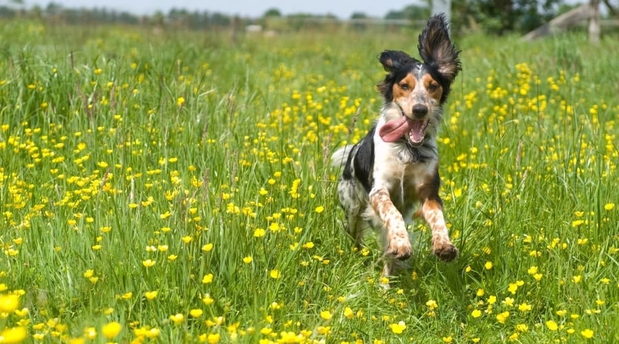 Happy dog running through field of flowers.