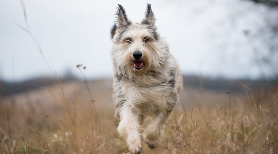Happy Dog Running Through Field