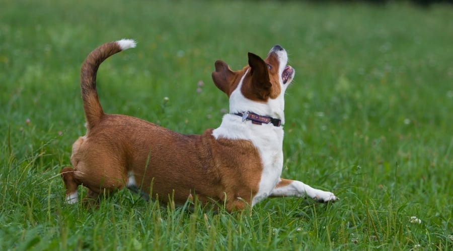 Happy Dog Running at the Park