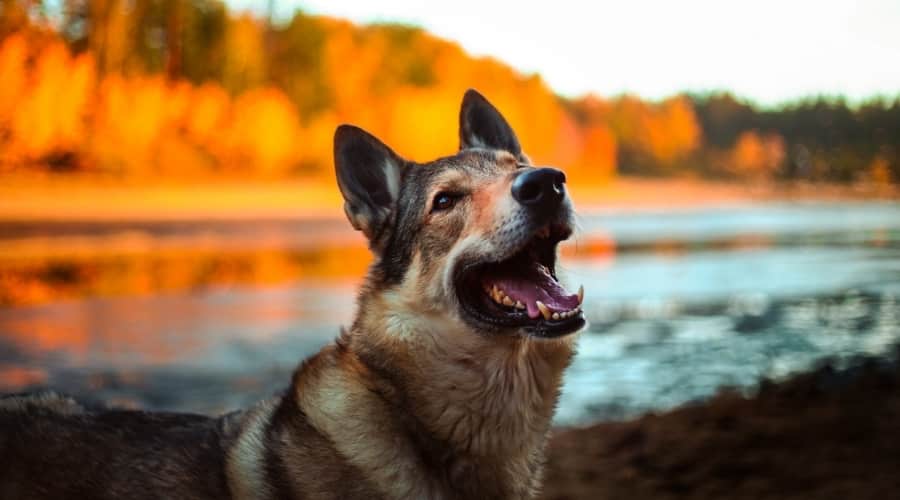 Happy Dog Smiling on an Autumn Day