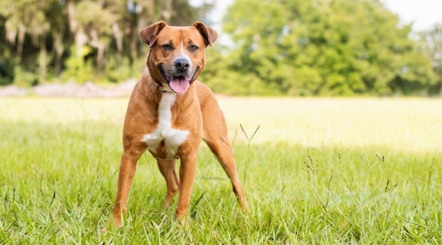 Happy Dog Standing Outdoors and Looking at Camera