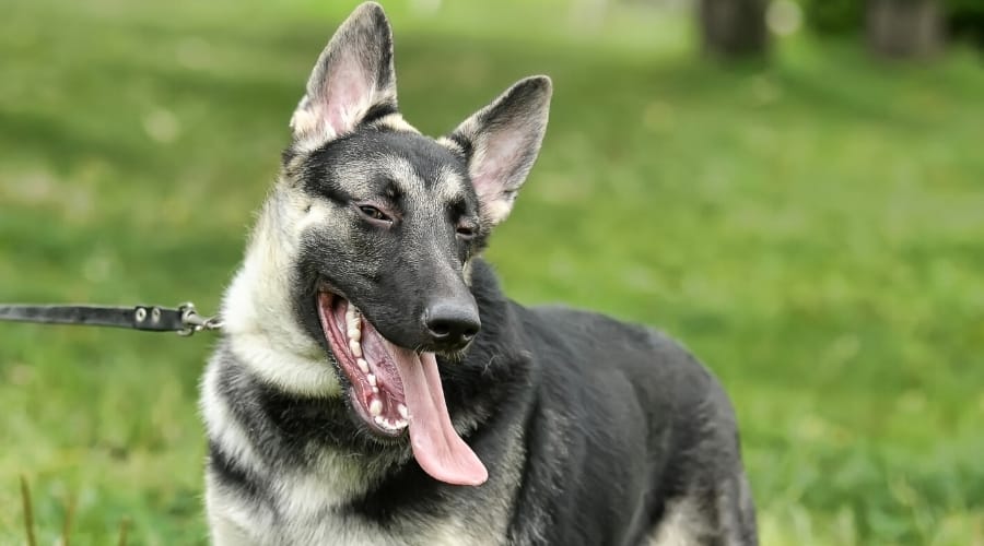 Happy Dog Standing Outdoors