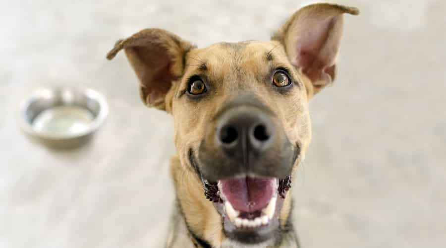 Happy Dog Waiting for Food