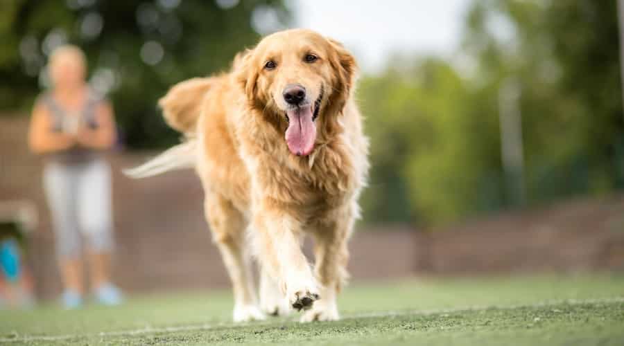 Happy Dog Walking Toward Camera