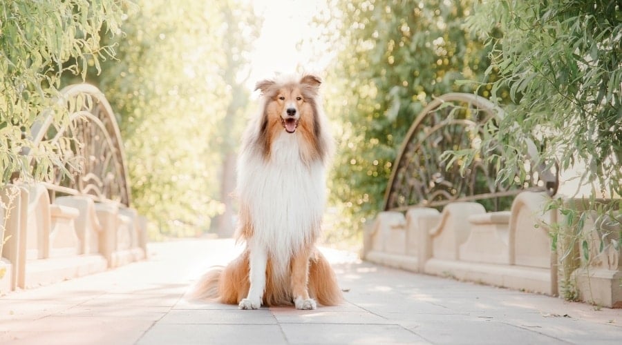 Happy Dog With Long Fur Sitting on a Bridge