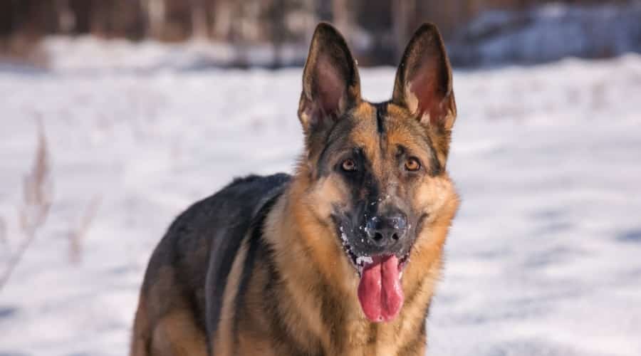Happy Dog With Tongue Out