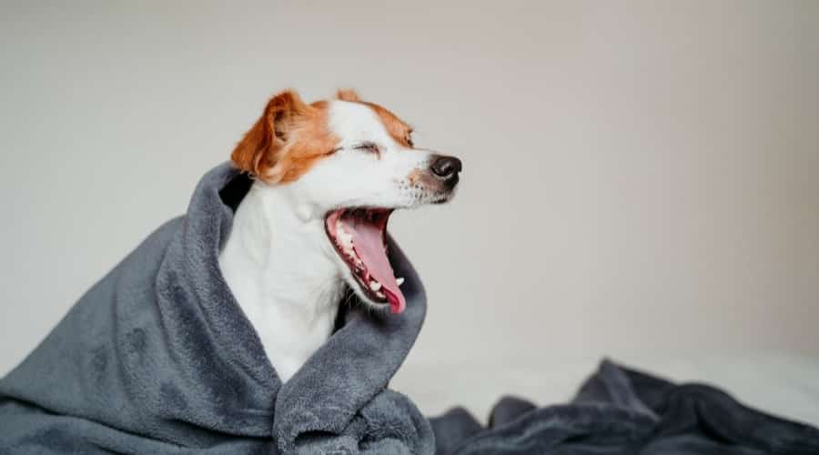 Happy Dog in Blanket Yawning
