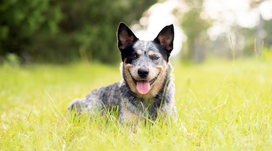 Happy Dog in Grass