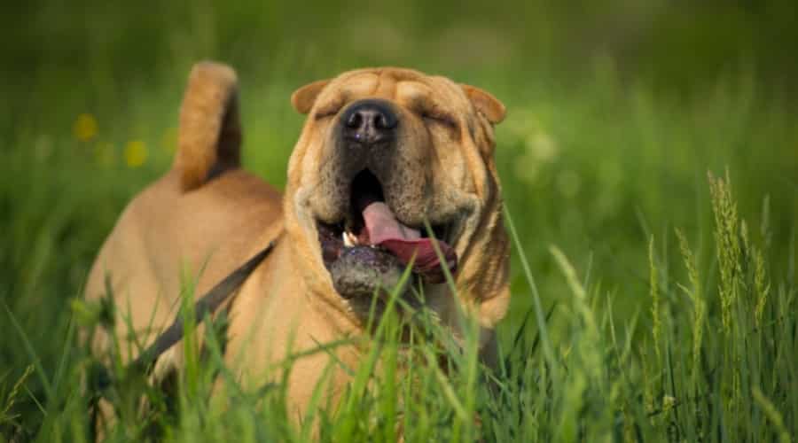 Happy Dog in a Meadow