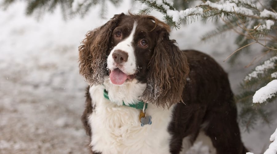 Happy Dog in the Snow