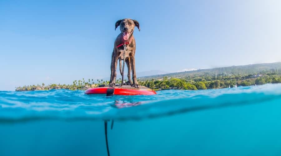 Happy Dog on a Paddle Board