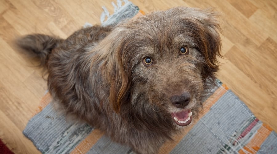 Happy dog looking up.