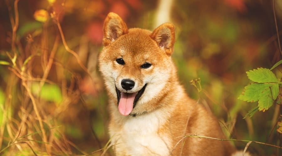 Happy Dog on an Autumn Day