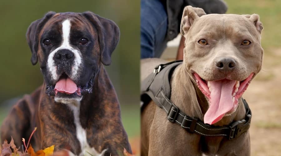 Happy Dogs Close Up
